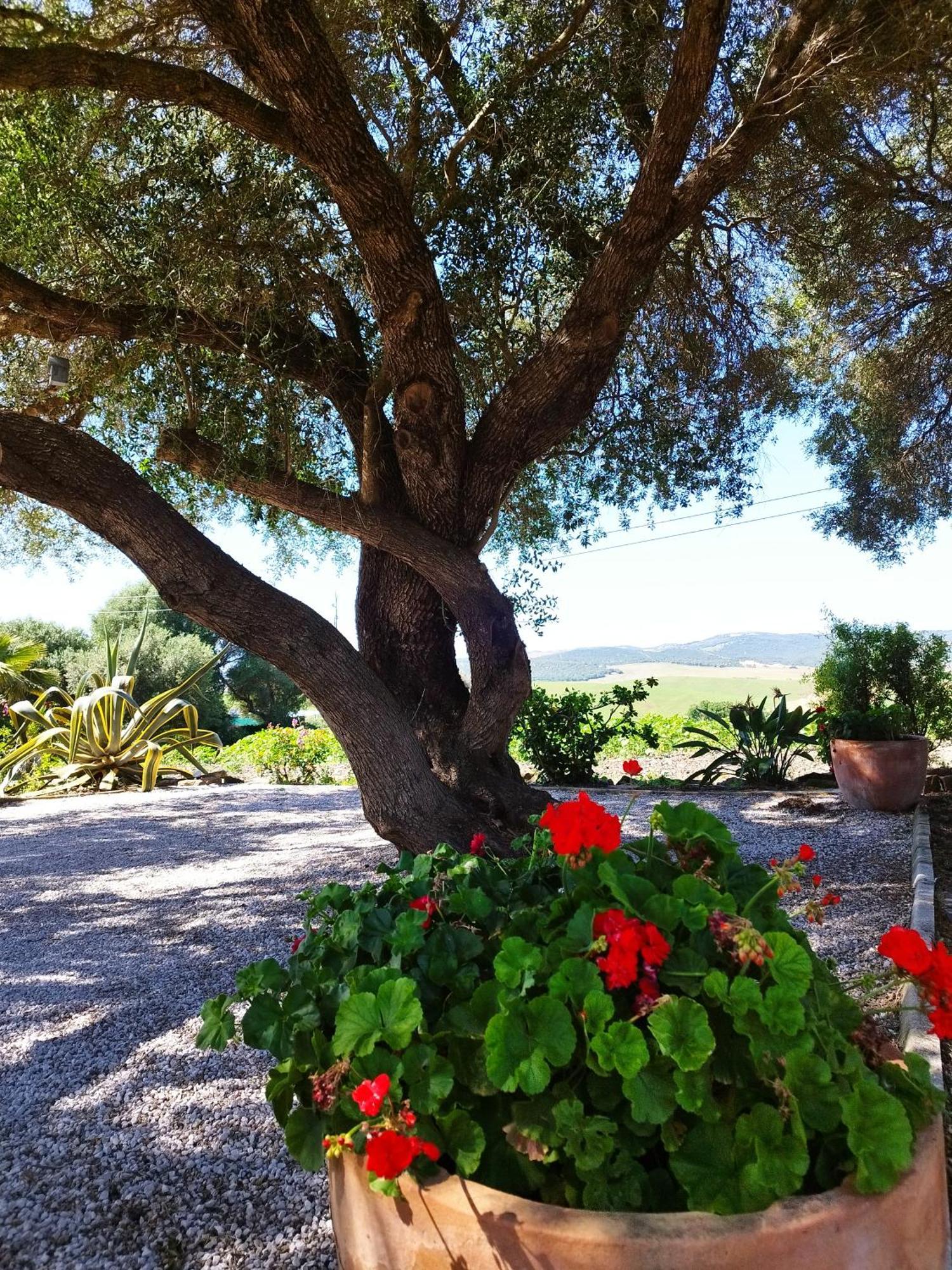 Vivienda Rural Los Madronos Malcocinado  エクステリア 写真